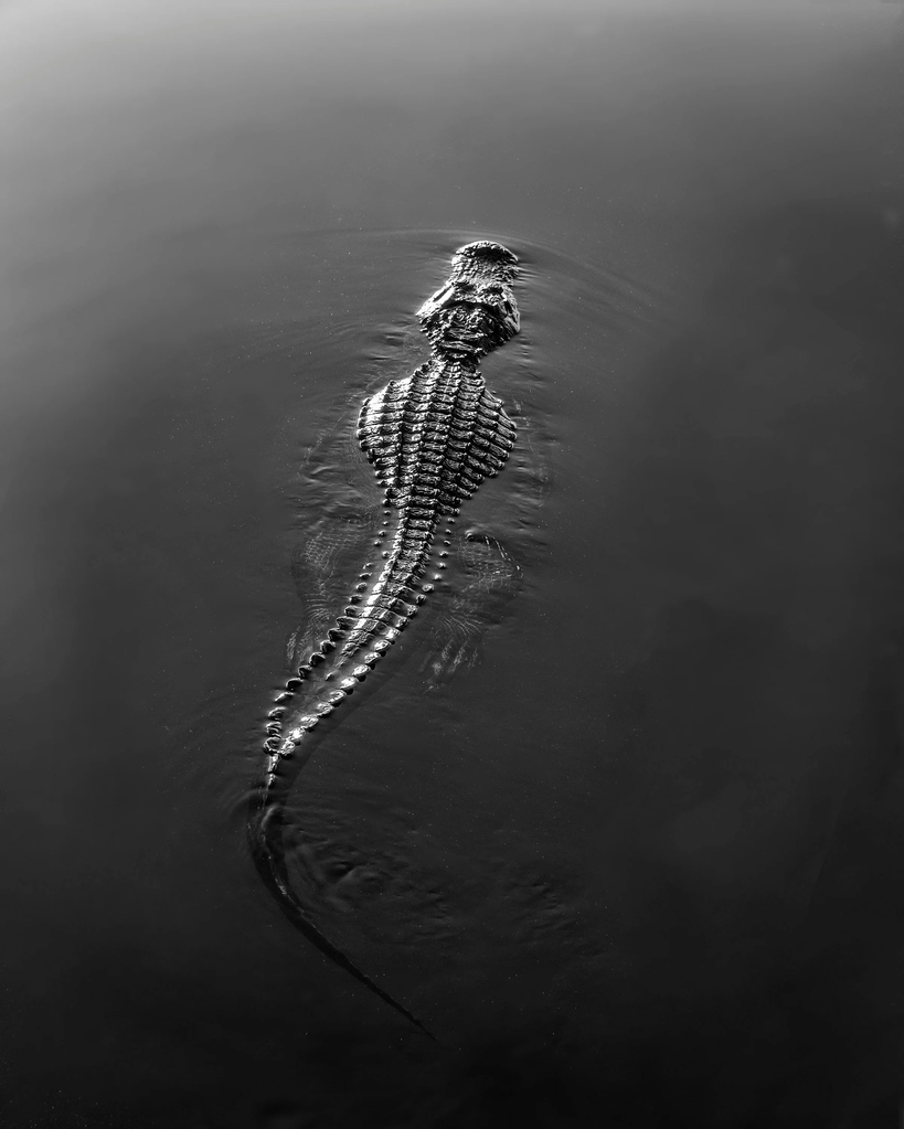 Tier 1 Sportsmen | Alligator Hunt Planning, Preparation & Resources
