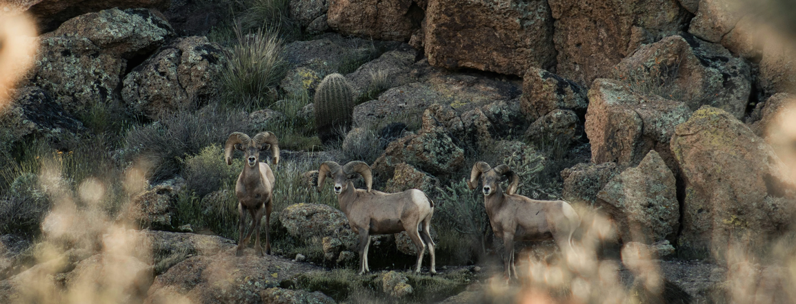Tier 1 Sportsmen | Bighorn Hunt Planning, Preparation & Resources