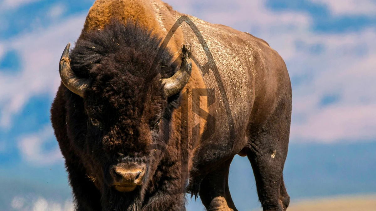 Bison, American (Plains) OG