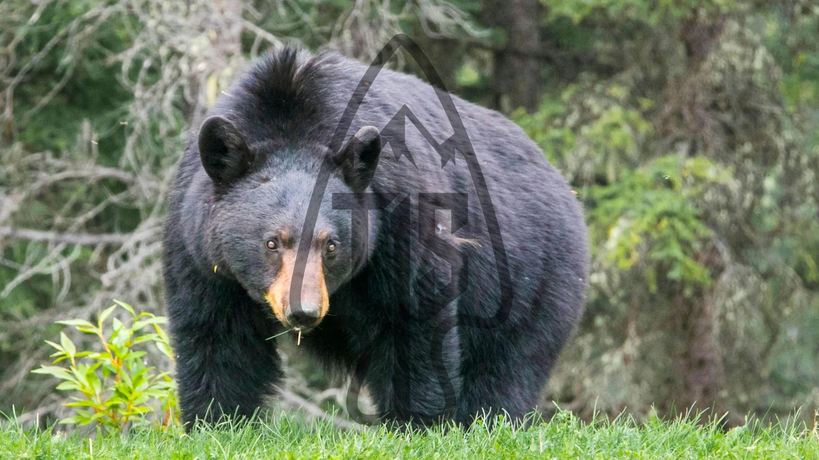 Black Bear, Coastal (Pacific) OG