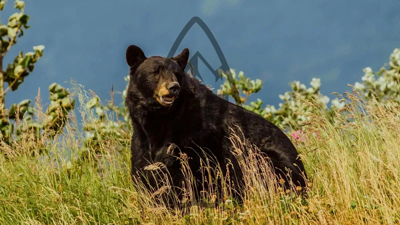 Black Bear, Continental (Inland) OG