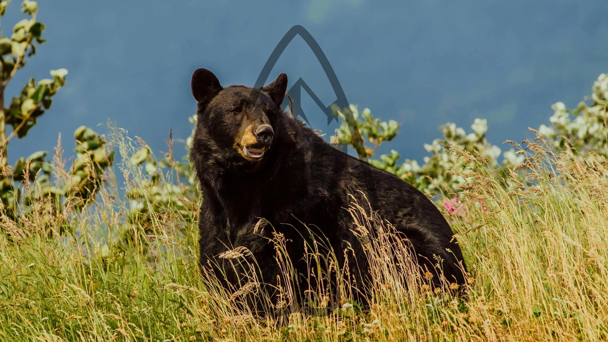 Black Bear, Continental (Inland) OG