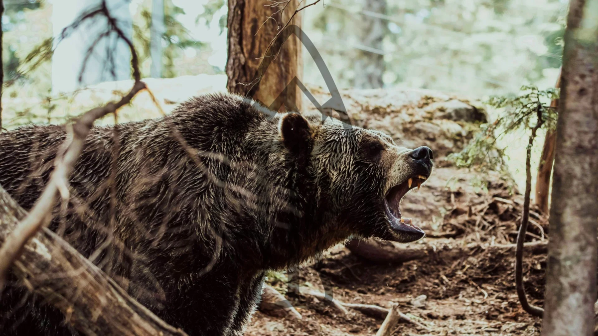 Brown Bear, Grizzly OG
