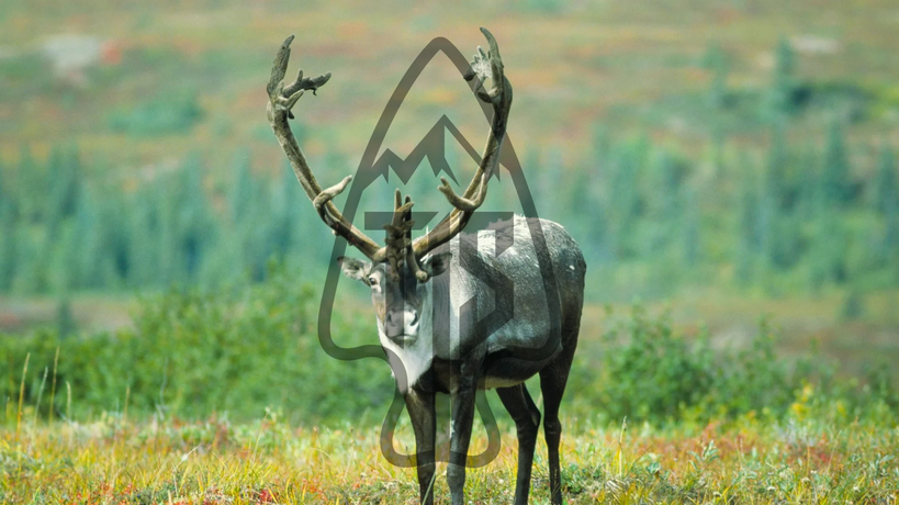 Caribou, Alaska-Yukon Barren Ground OG