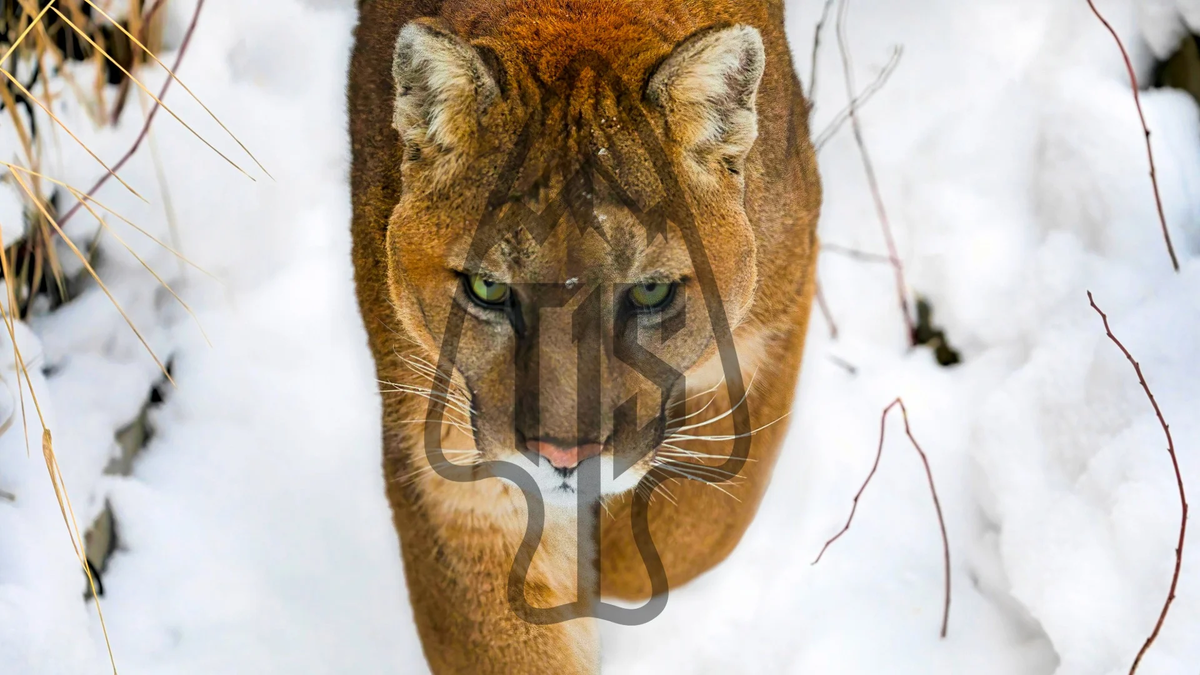 Cougar, North American OG