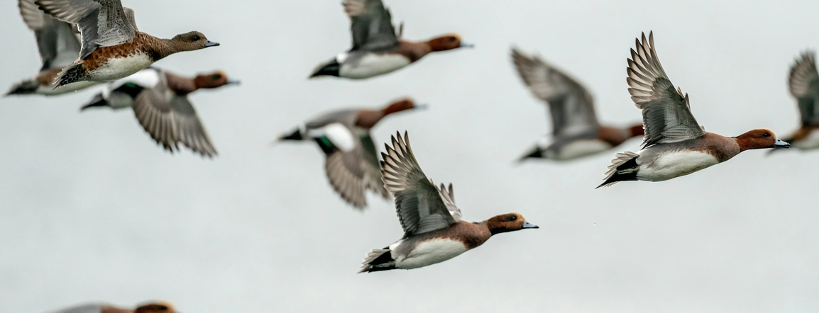 Tier 1 Sportsmen | Duck Hunt Planning, Preparation & Resources