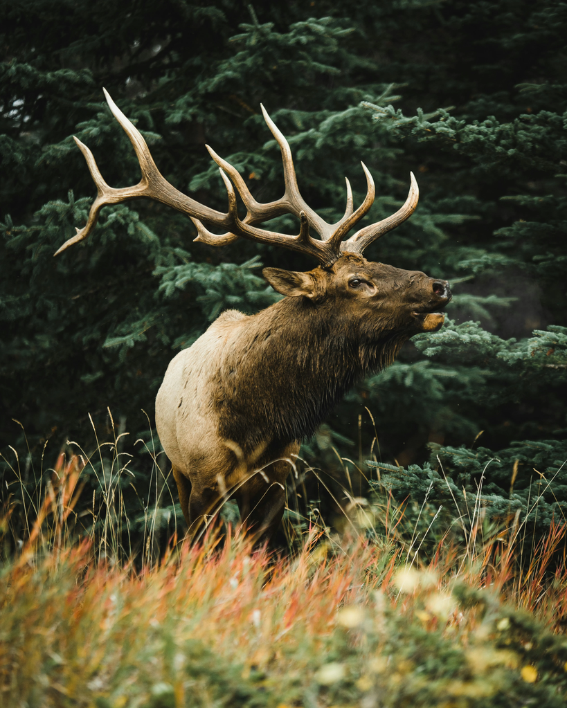 Tier 1 Sportsmen | Elk Hunt Planning, Preparation & Resources