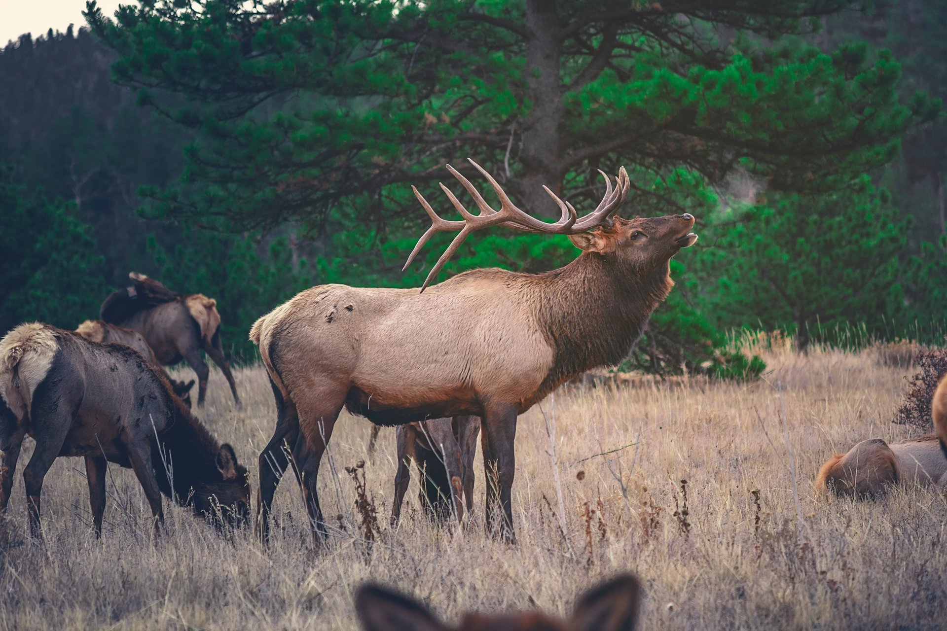 Tier 1 Sportsmen | Elk Hunt Planning, Preparation & Resources