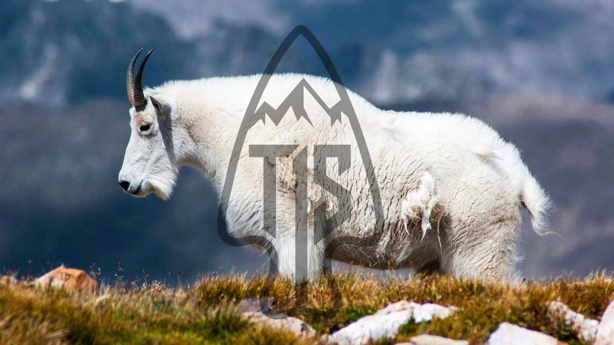 Goat, American Mountain OG