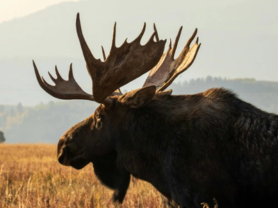 A majestic bull elk