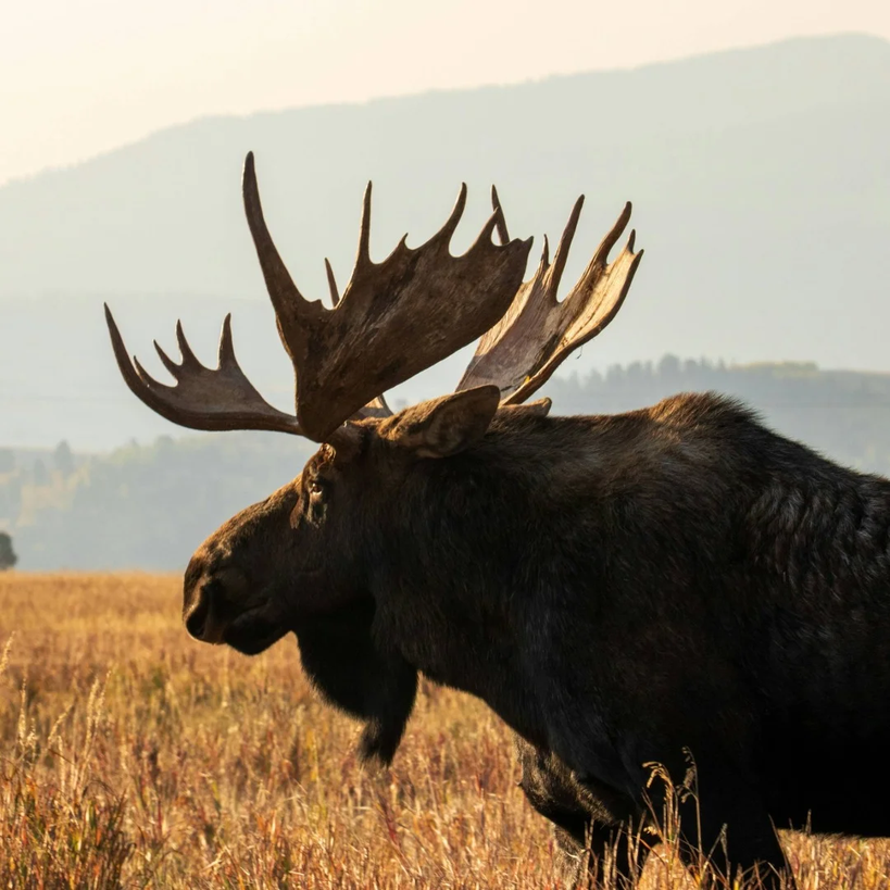 Tier 1 Sportsmen | Hunt Planning, Preparation & Resources