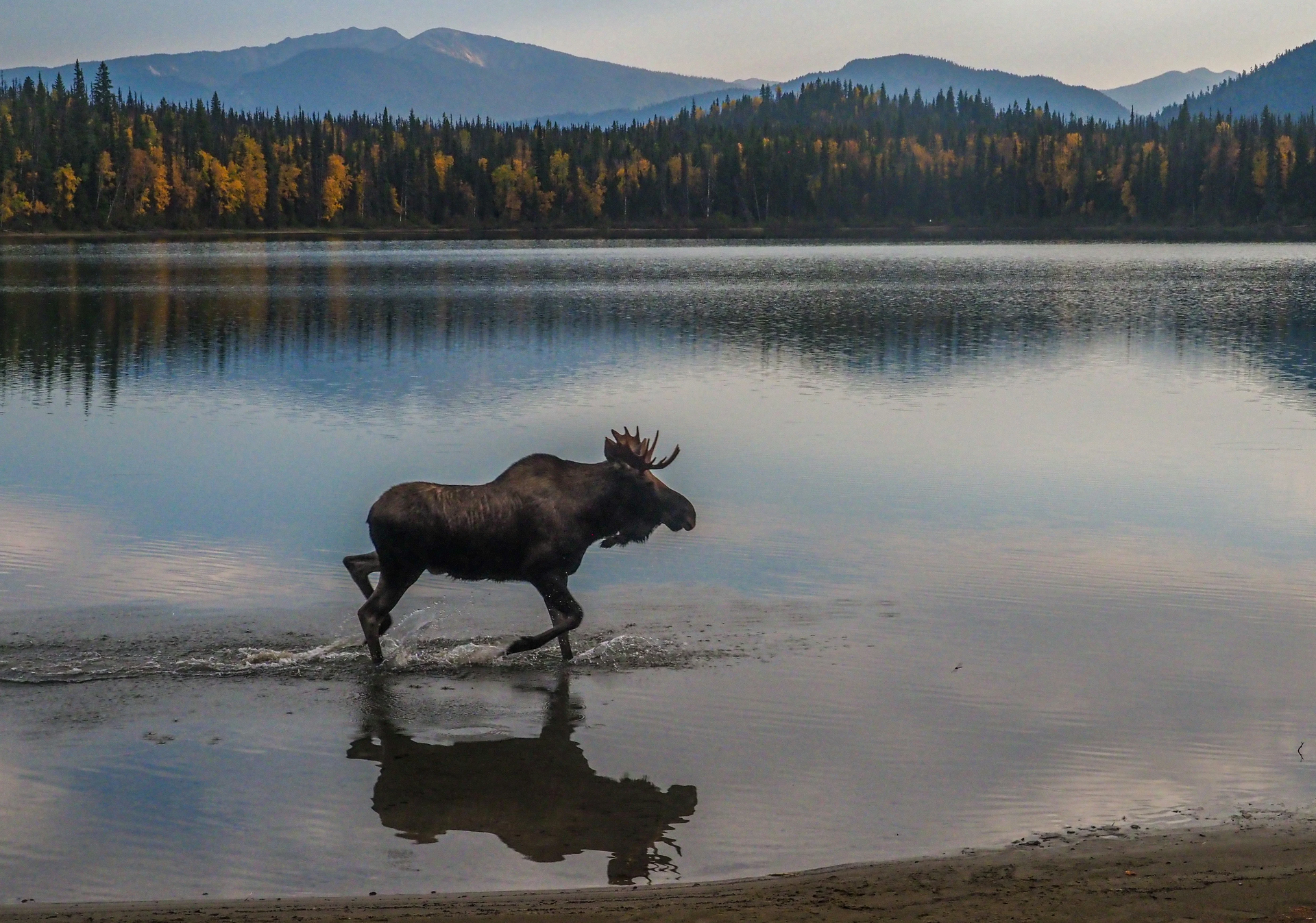 Tier 1 Sportsmen | Moose Hunt Planning, Preparation & Resources