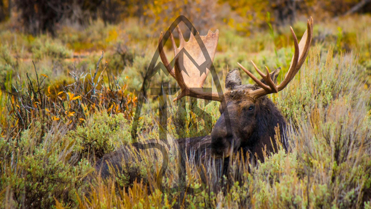 Moose, Alaska-Yukon OG