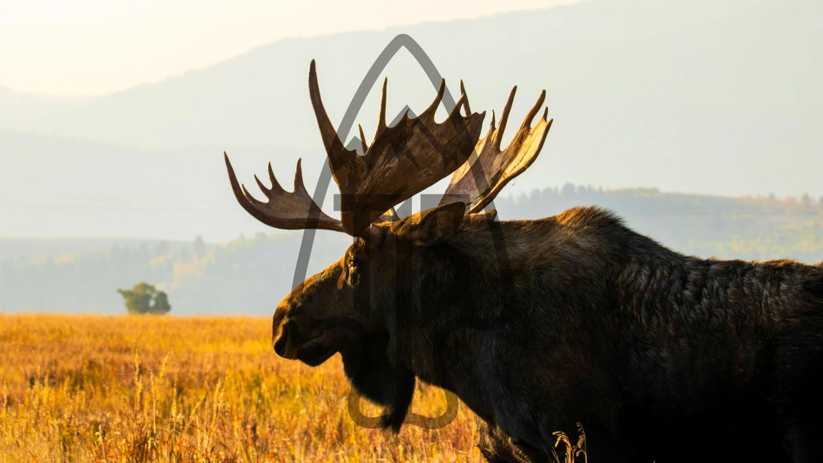 Moose, Shiras OG