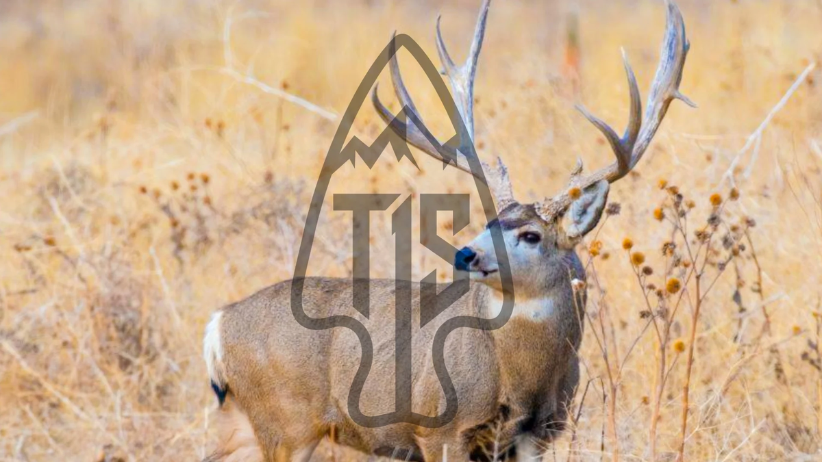 Mule Deer, Desert OG