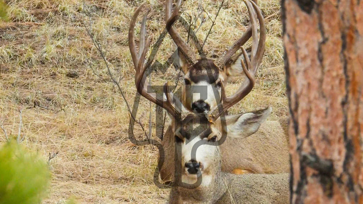 Mule Deer, Rocky Mountain OG