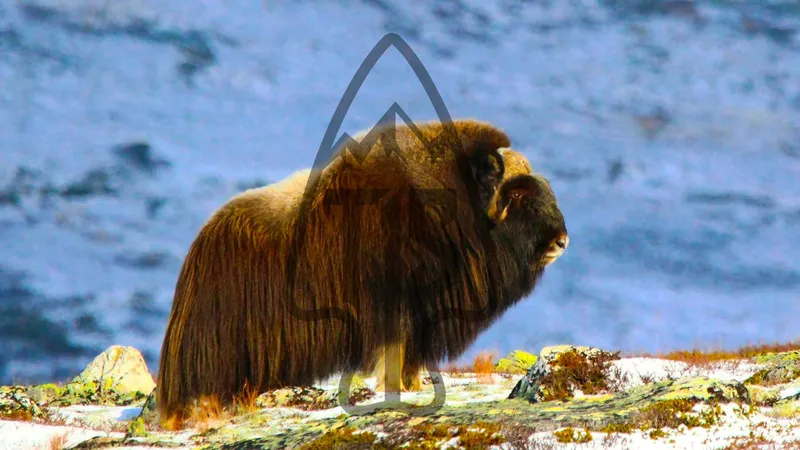 Muskox, Greenland OG