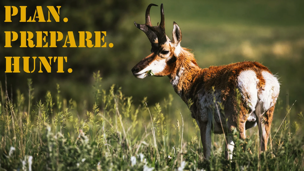 PPH_16x9_Antelope_Pronghorn (1)