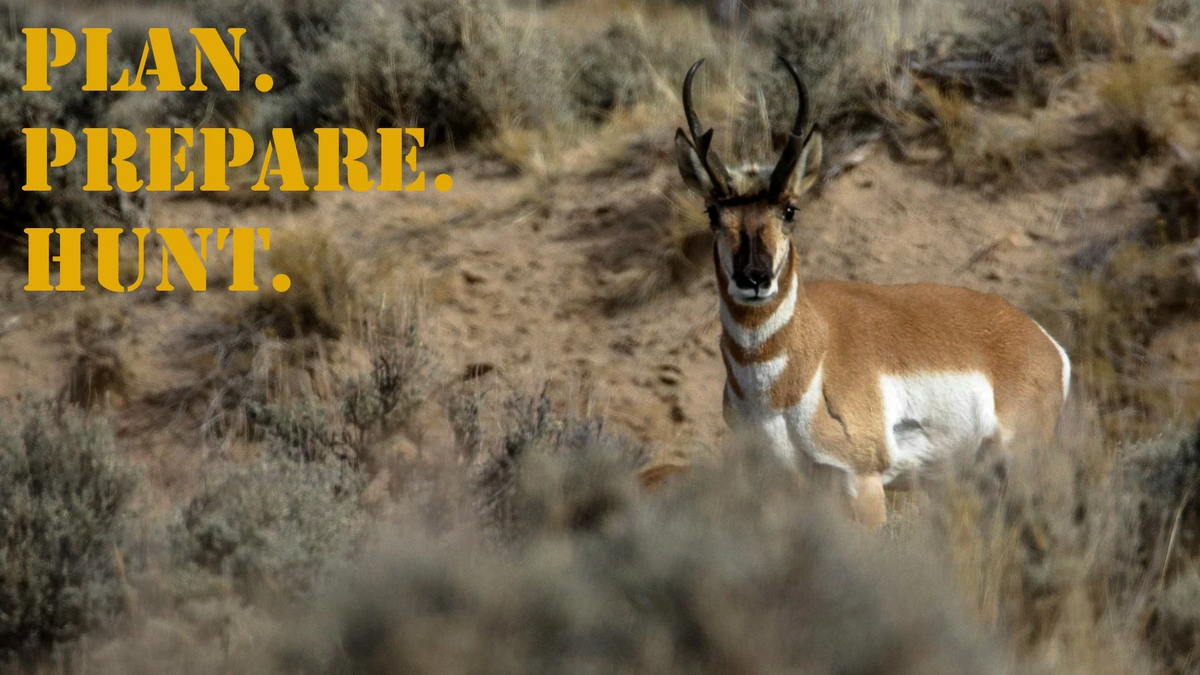 PPH_16x9_Antelope_Pronghorn (3)