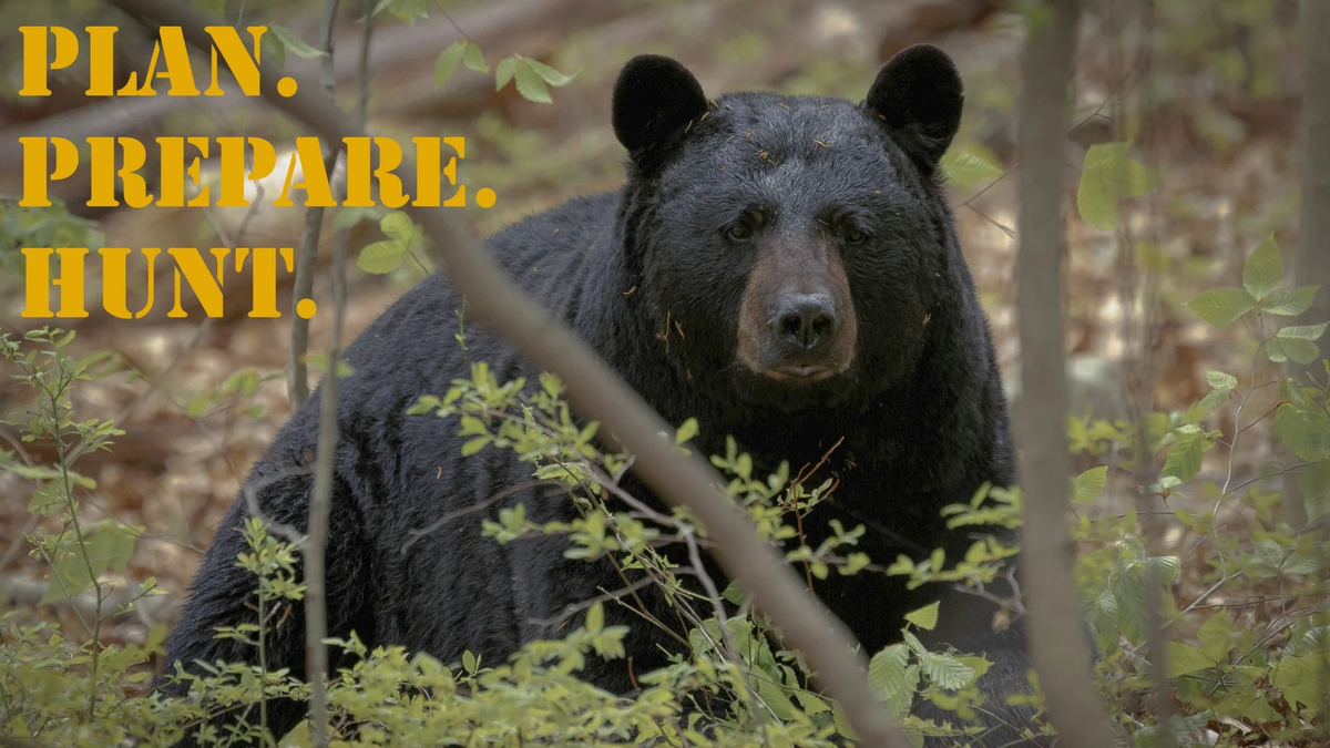 PPH_16x9_Black_Bear (1)