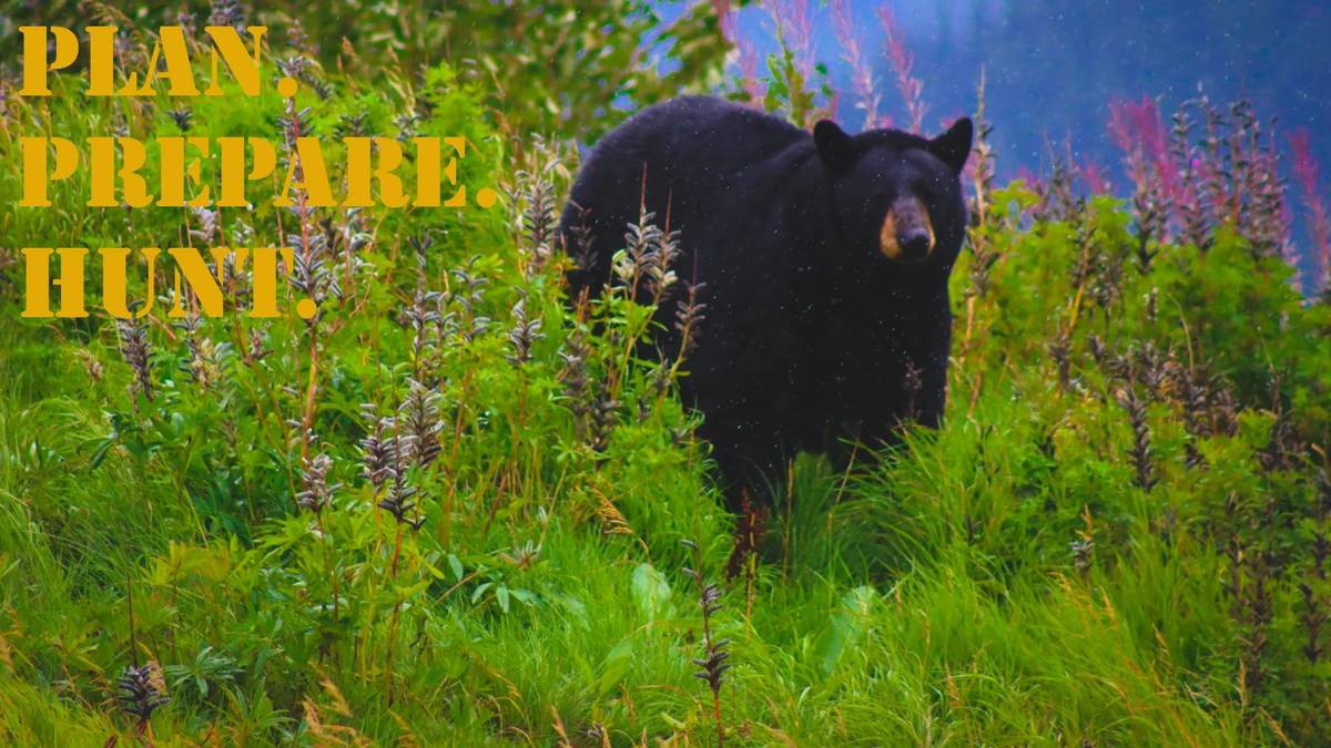 PPH_16x9_Black_Bear (4)