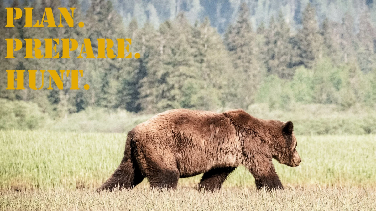 Brown Bear, Grizzly OG