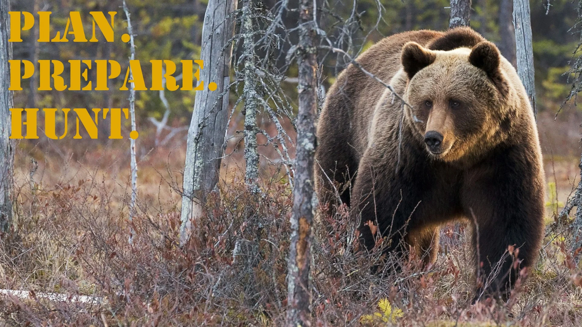 PPH_16x9_Brown_Bear (3)