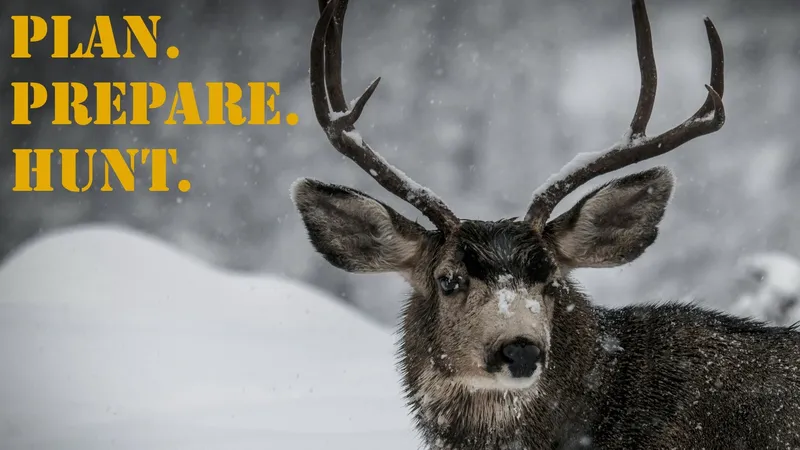 Mule Deer, Rocky Mountain OG