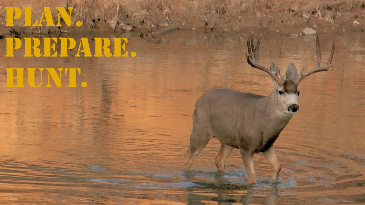 PPH_16x9_Deer_Mule (3)