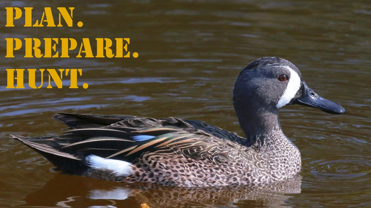 PPH_16x9_Duck_Blue-winged_Teal (1)
