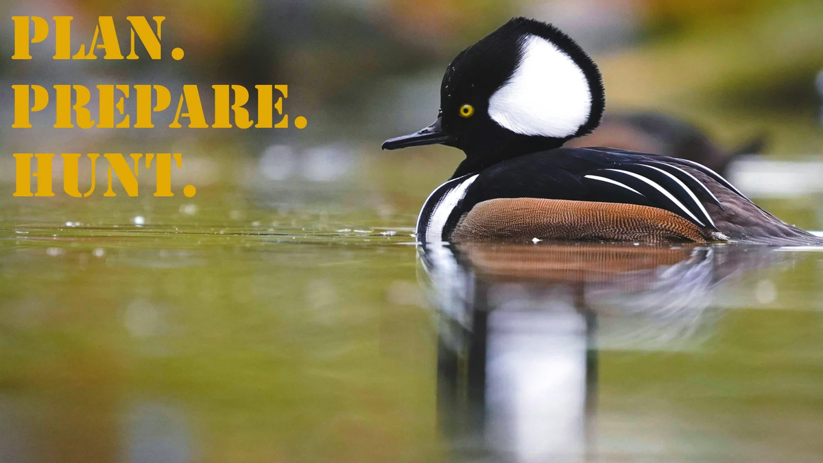 PPH_16x9_Duck_Hooded_Merganser (1)