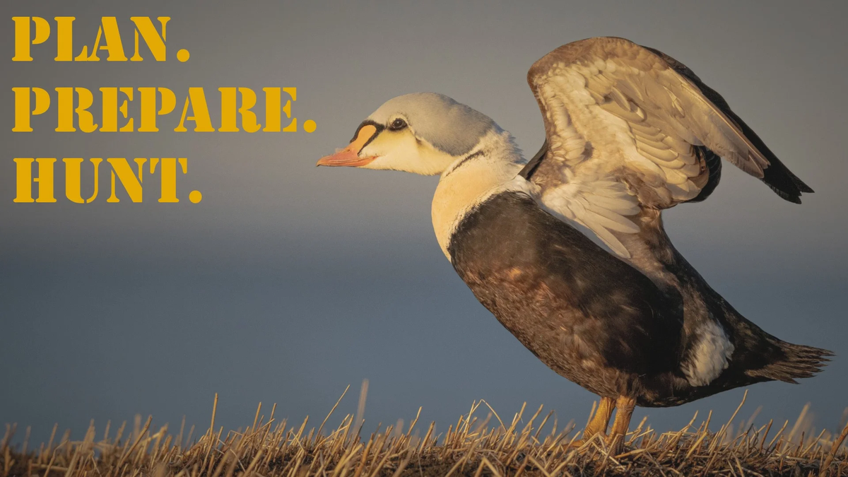 PPH_16x9_Duck_King_Eider (2)