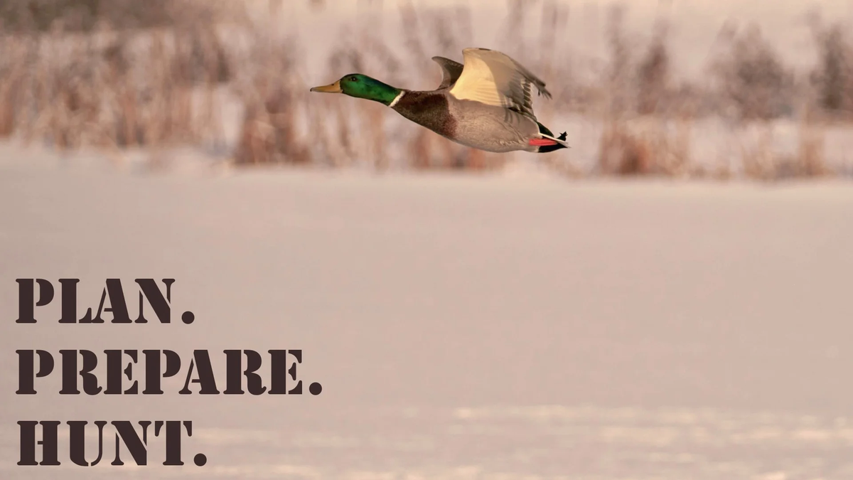 PPH_16x9_Duck_Mallard (2)