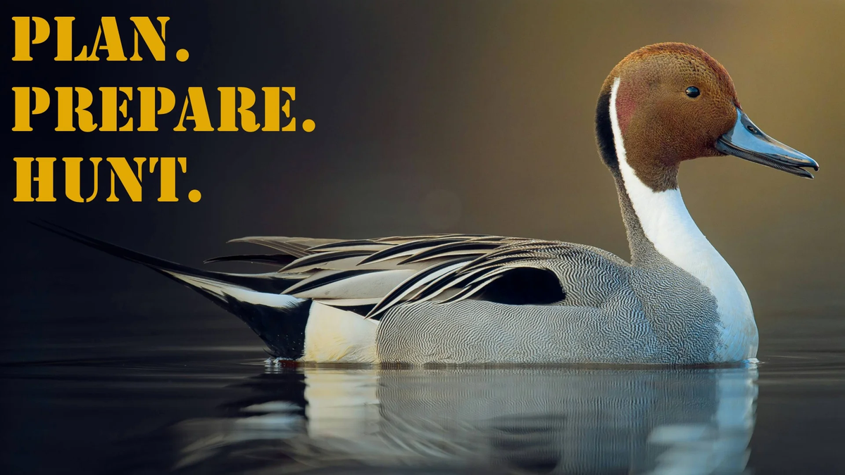 PPH_16x9_Duck_Pintail (3)