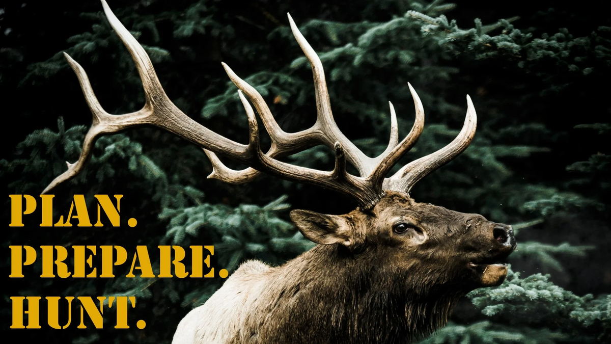 Elk, Rocky Mountain OG