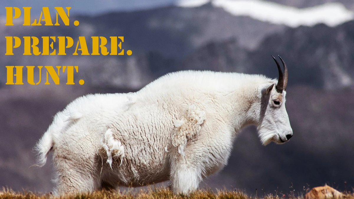 PPH_16x9_Goat_ American_Mountain (3)