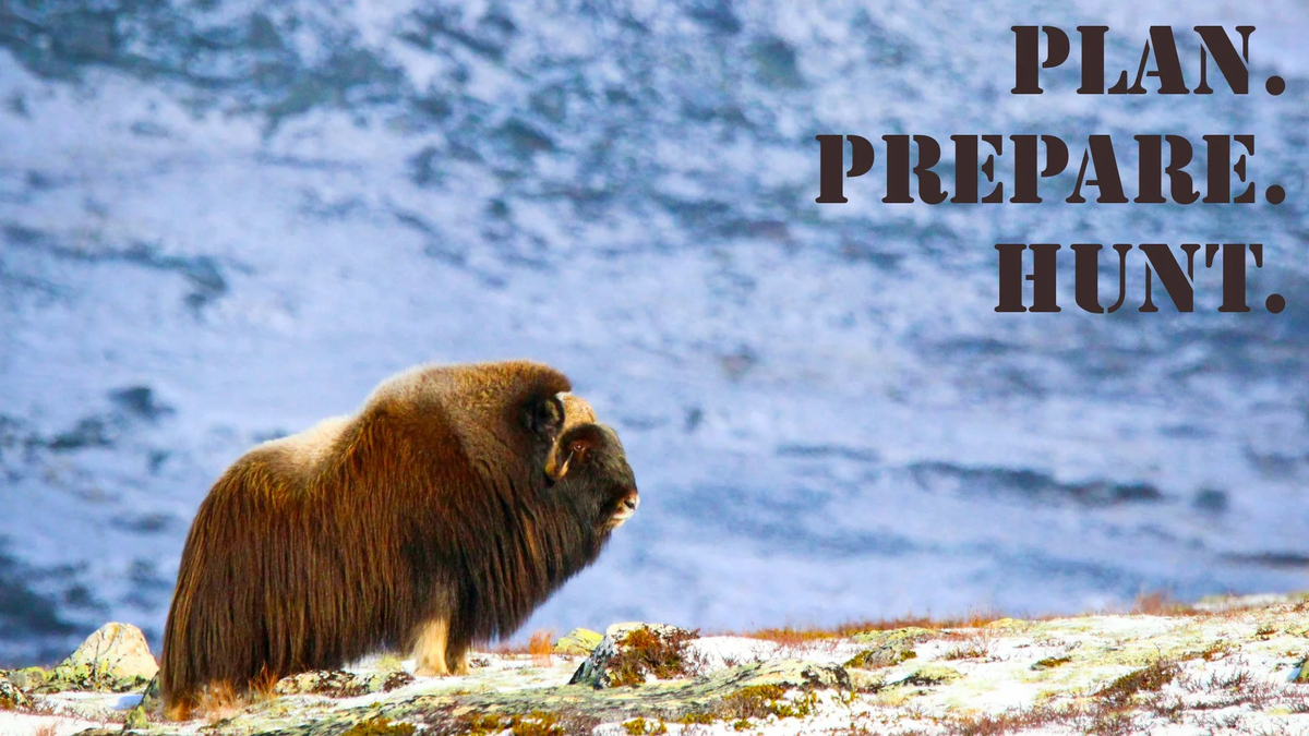 Muskox, Greenland OG