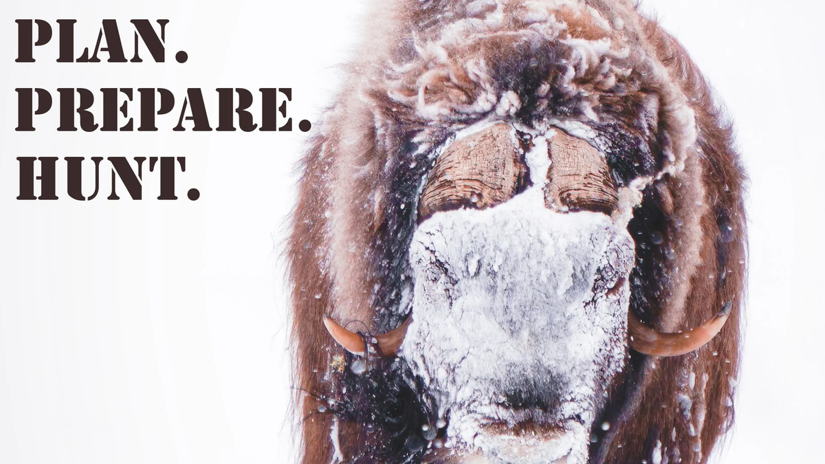 Muskox, Barren Ground OG