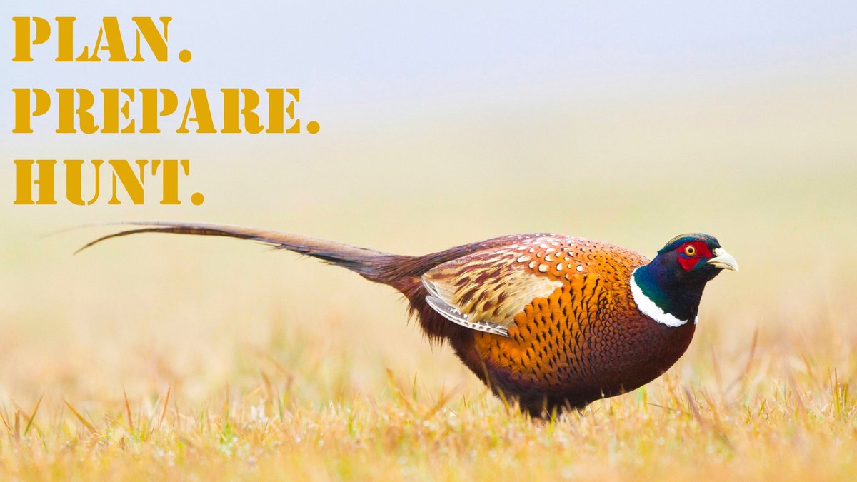 PPH_16x9_Pheasant_Ring-necked (1)