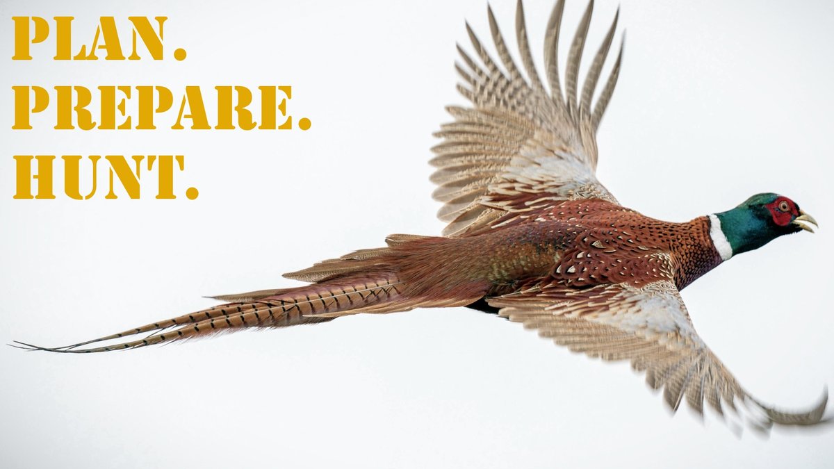 PPH_16x9_Pheasant_Ring-necked (2)