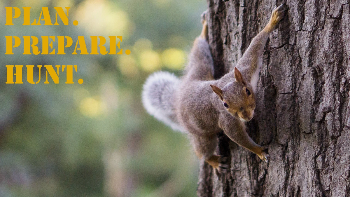 PPH_16x9_Squirrel_Cat (1)