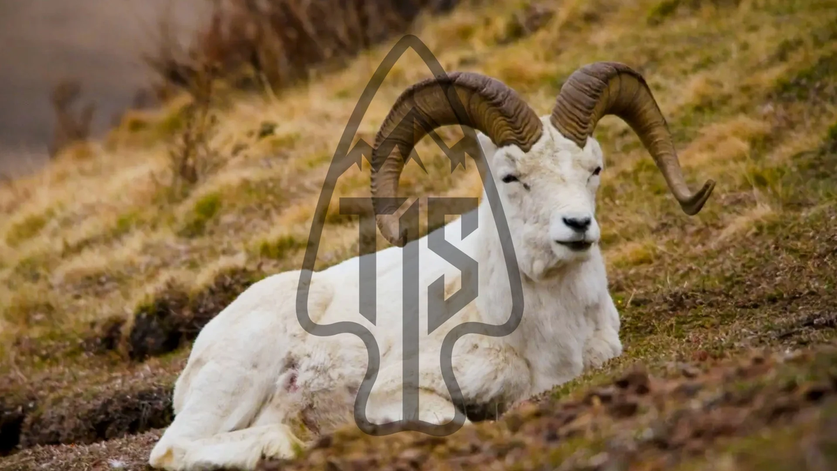 Thinhorn Sheep, Dall OG