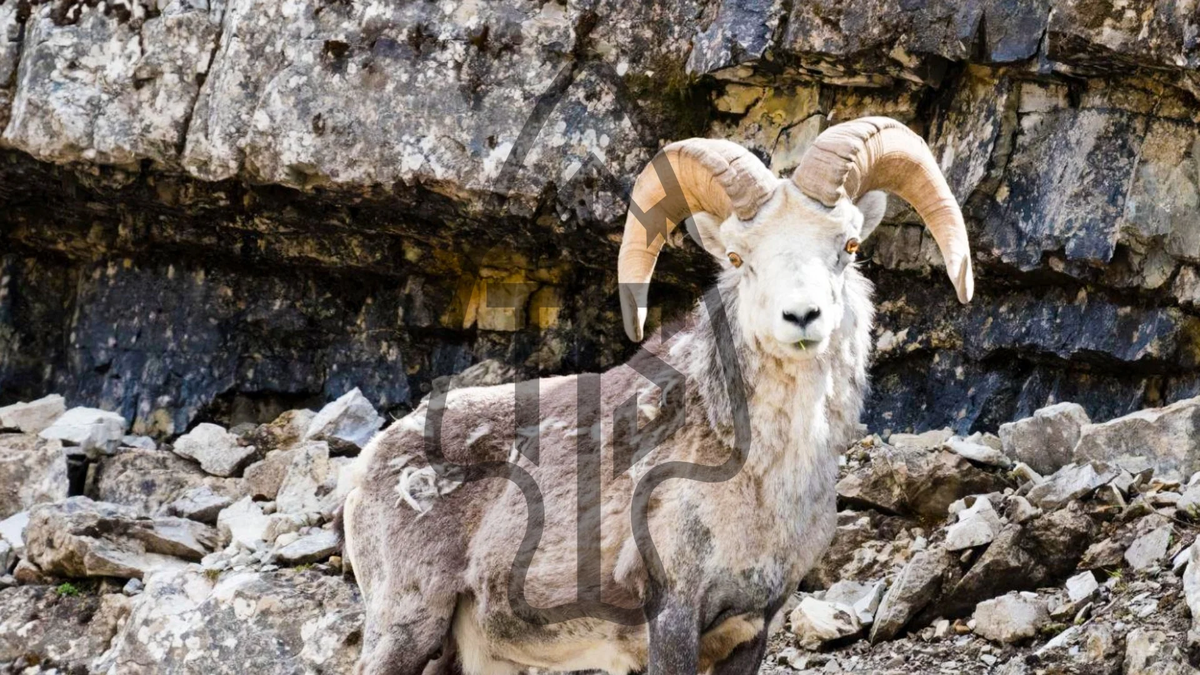 Thinhorn Sheep, Stone OG