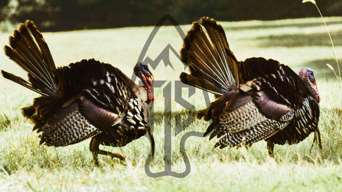 Turkey, Eastern OG