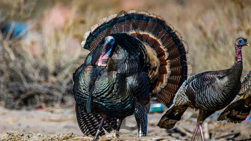 Turkey, Rio Grande OG