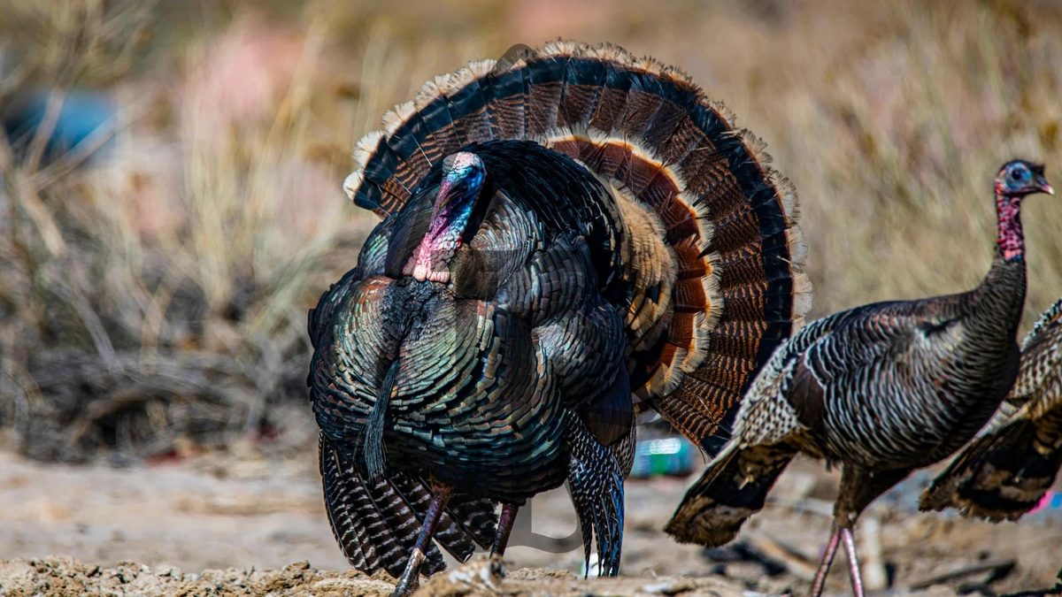 Turkey, Rio Grande OG