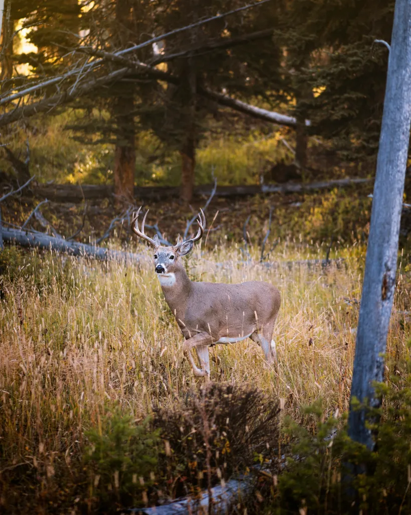 Tier 1 Sportsmen | Hunt Planning, Preparation & Resources