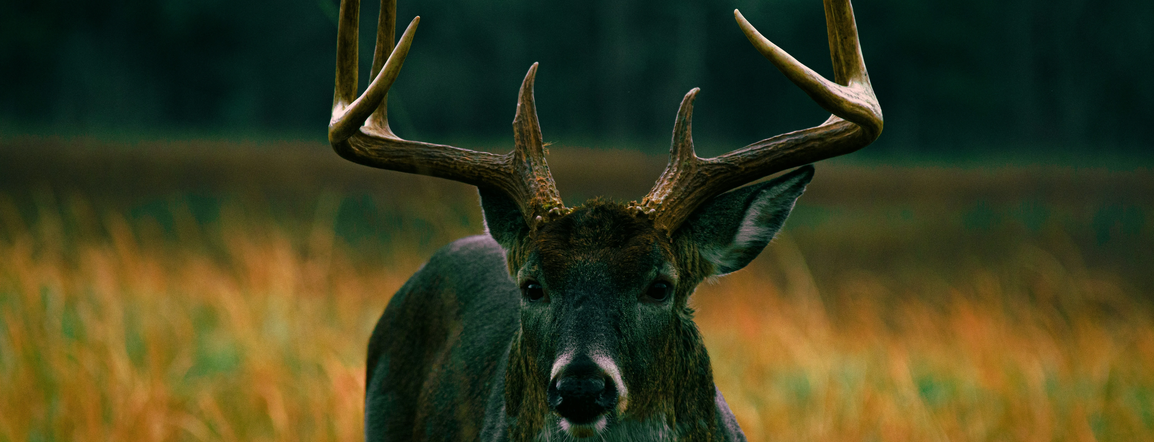 Tier 1 Sportsmen | Whitetail Hunt Planning, Preparation & Resources