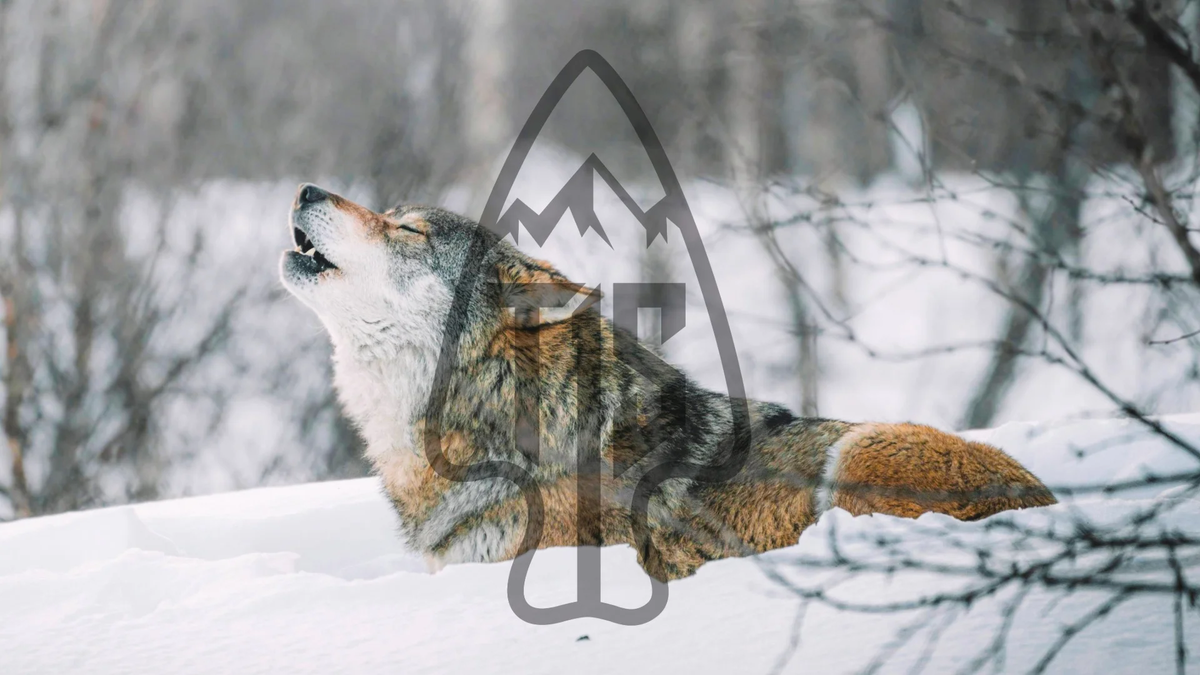 Wolf, Grey OG