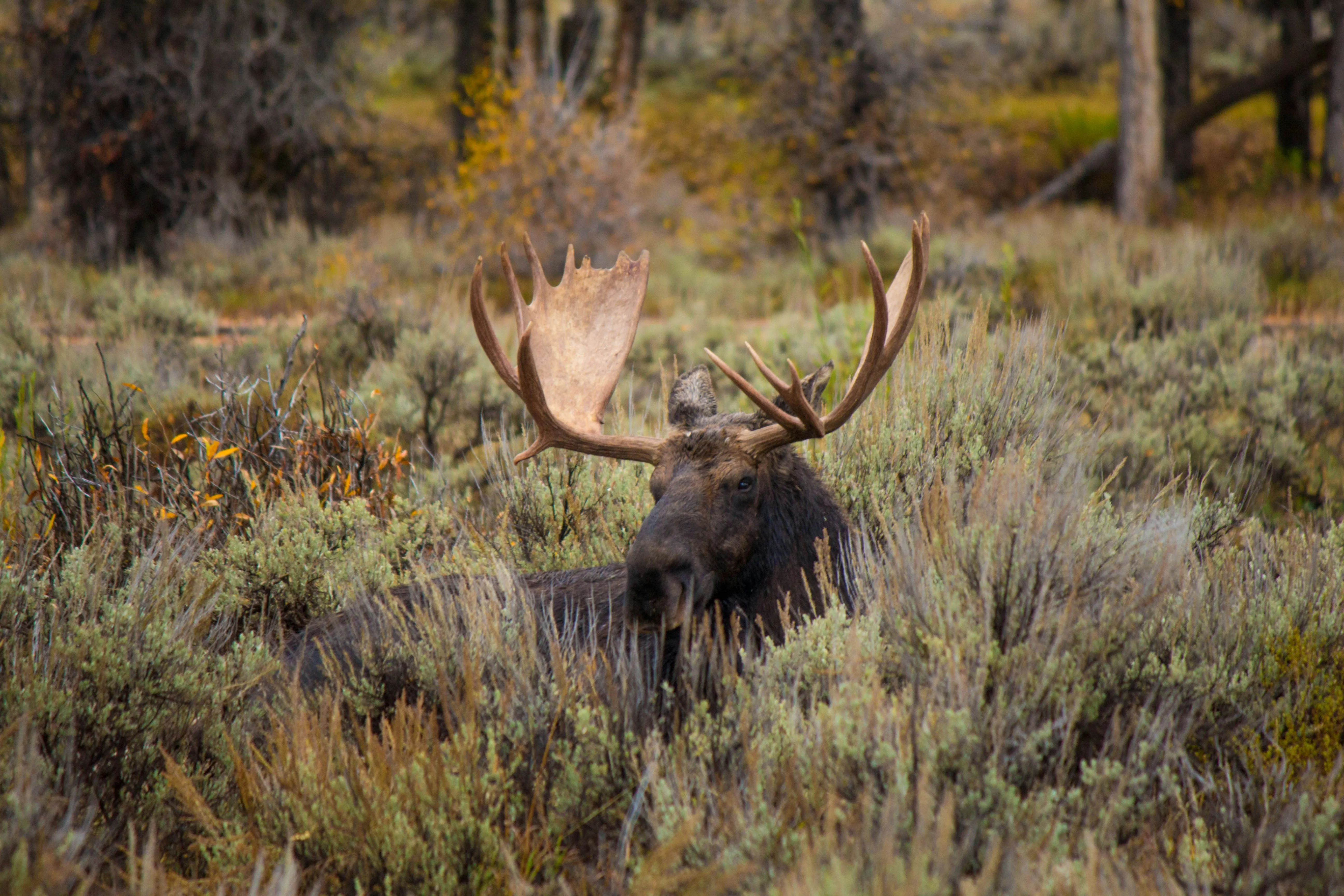 Tier 1 Sportsmen | Moose Hunt Planning, Preparation & Resources